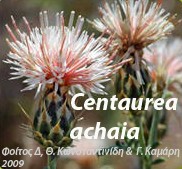 Centaurea achaia - Κενταύρια η αχαϊκήΟι κενταύριες είναι φυτά ανθεκτικά στο χειμώνα, ποώδη, πολυετή και ετήσια. Το συγκεκριμένο είδος το συναντάμε στο Όρος Χελμός, στο φαράγγι του Βουραϊκού και στην περιοχή των Καλαβρύτων και είναι αρκετά σπάνιο και προστατευόμενο.